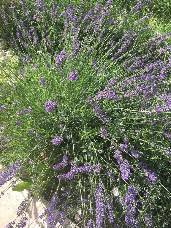 Mas En Luberon Gordes Villa Екстериор снимка